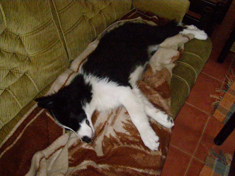 19.6.2009..rád si vlezu v obýváku na sedačku...