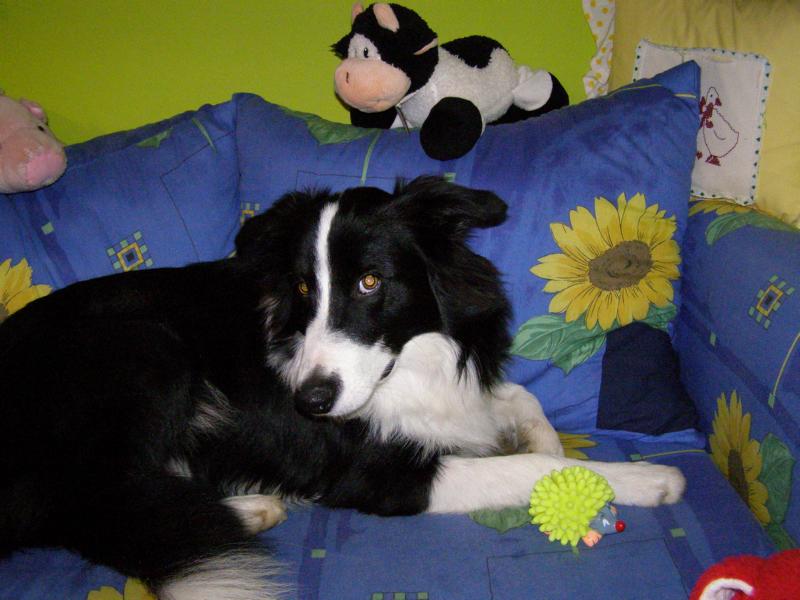 22.10.2009...s novou hračkou, pískacím ježkem... 