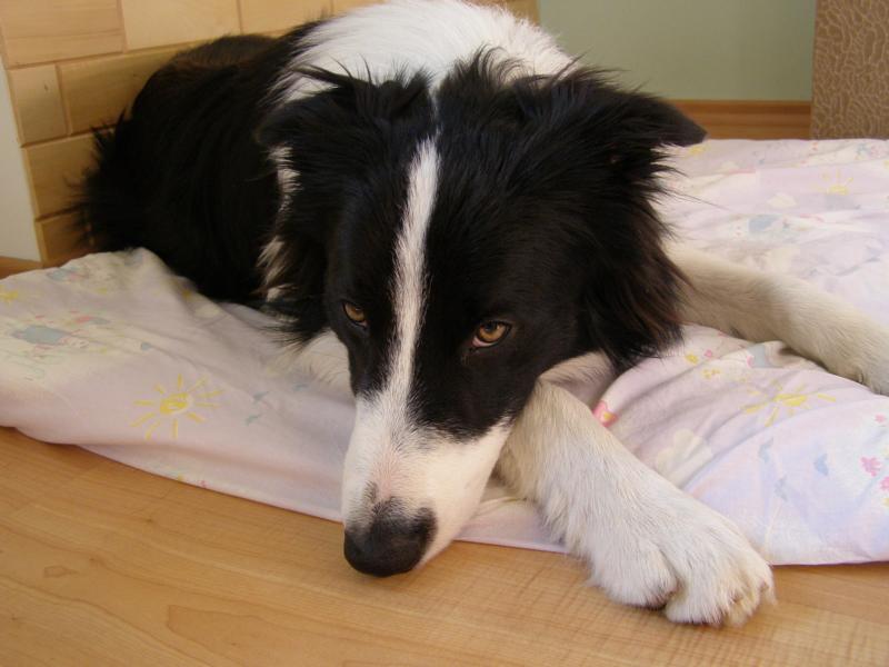 31.10.2009...v pelíšku