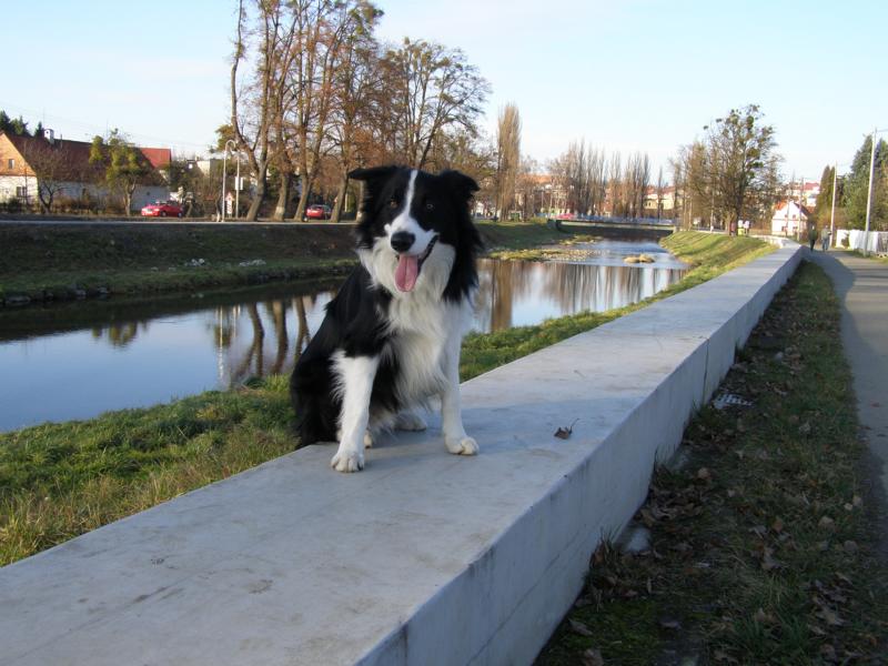 29.11.2009...dnes se vydám s páníčky okolo Příbora:-)
