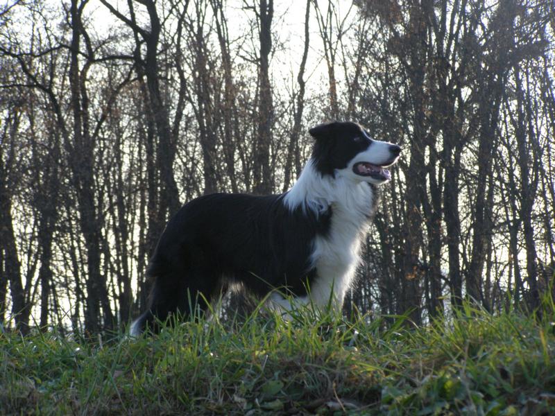 29.11.2009...když se snažím, umím i výstavní postoj:-)