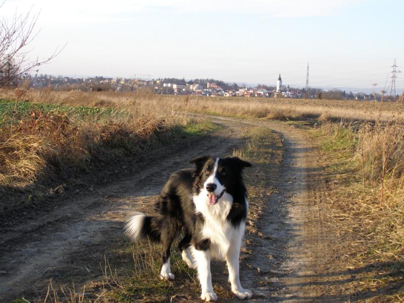 29.11.2009...na polní cestě zapózuju:-)