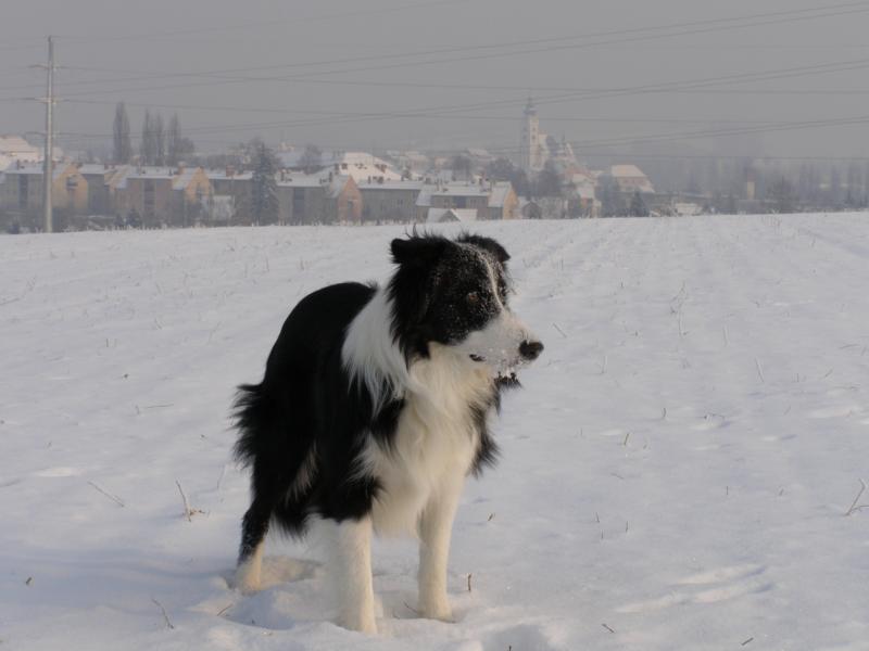 18.12.2009...taky běhání ve sněhu je žůžo!