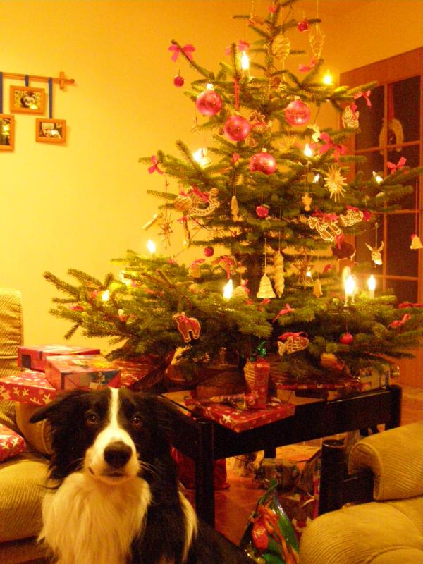 24.12.2009...mám rád Vánoce.....