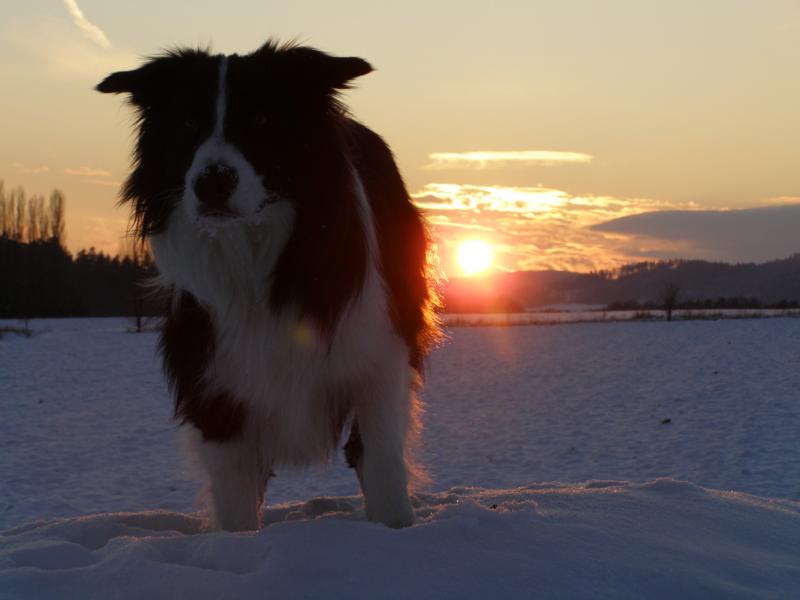 4.1.2010...až mi to sluníčko ozářilo kožich! :-)