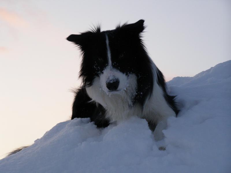 4.1.2010...poleženíčko ve sněhu:-)