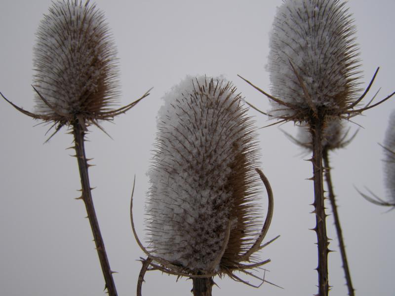 K800_P3071262.JPG