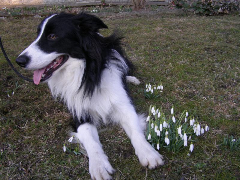 18.3.2010....jaro je tu a na zahradě jsem našel sněženky!