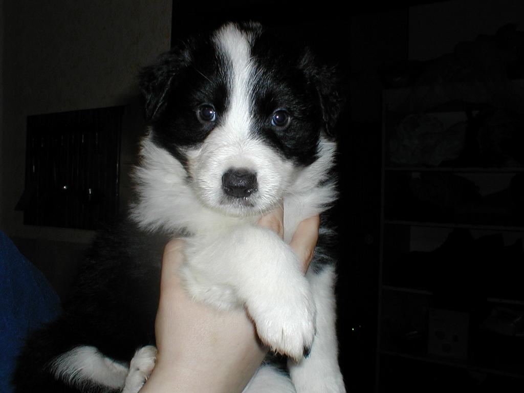 Archie miminko