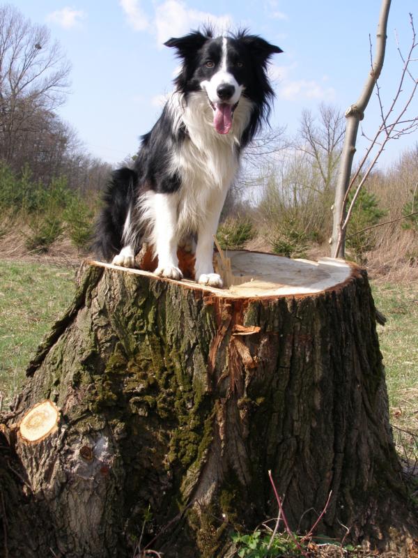 3.4.2010...odpoledne...jako socha na pařezu:o) 