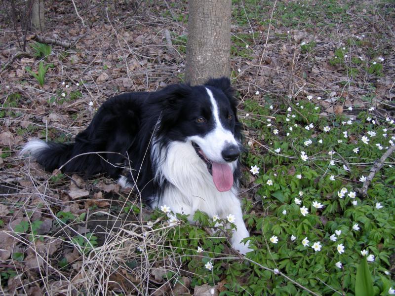 3.4.2010...teď trochu odpočinku v sasankách...