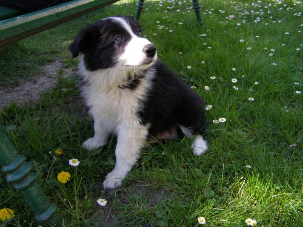 26.4.2009