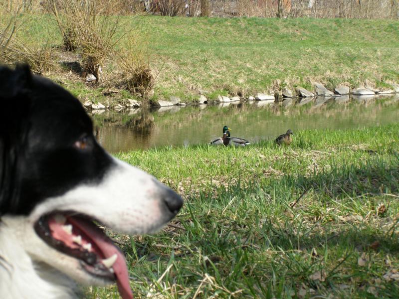 3.4.2010...jé..na břeh se za mnou přišly kouknout kačeny...