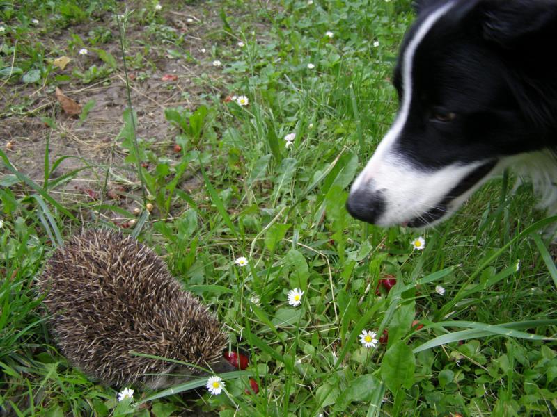 16.6.2010...prapodivné zvířátko...