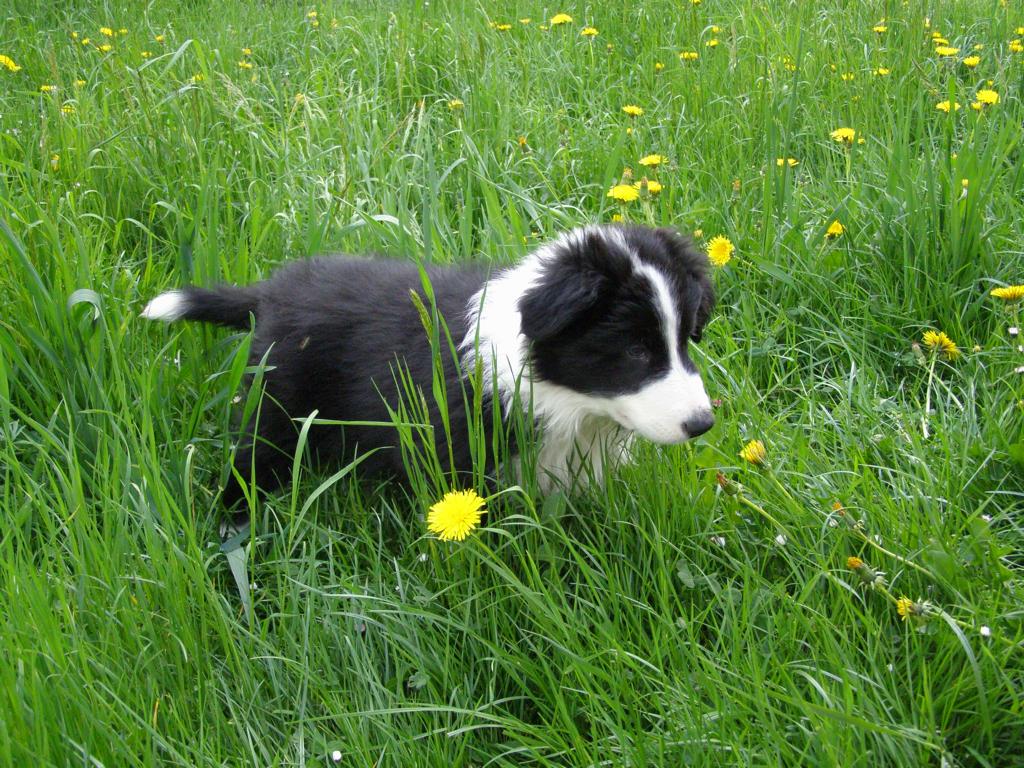 27.4.2009..dovádění v trávě