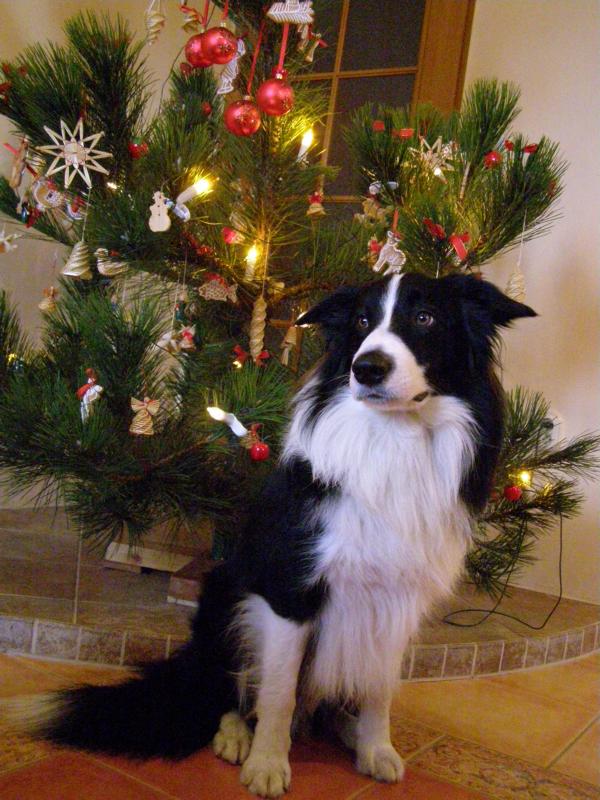 24.12.2010...PŘEJU VÁM KRÁSNÉ VÁNOCE... Archie