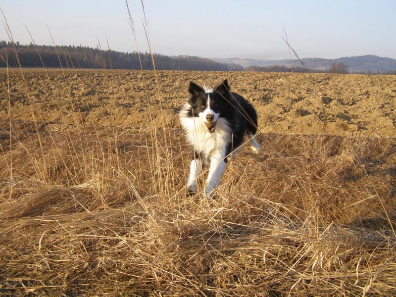 12.3.2011...nejraději běhám bez vodítka a za tenisákem:)