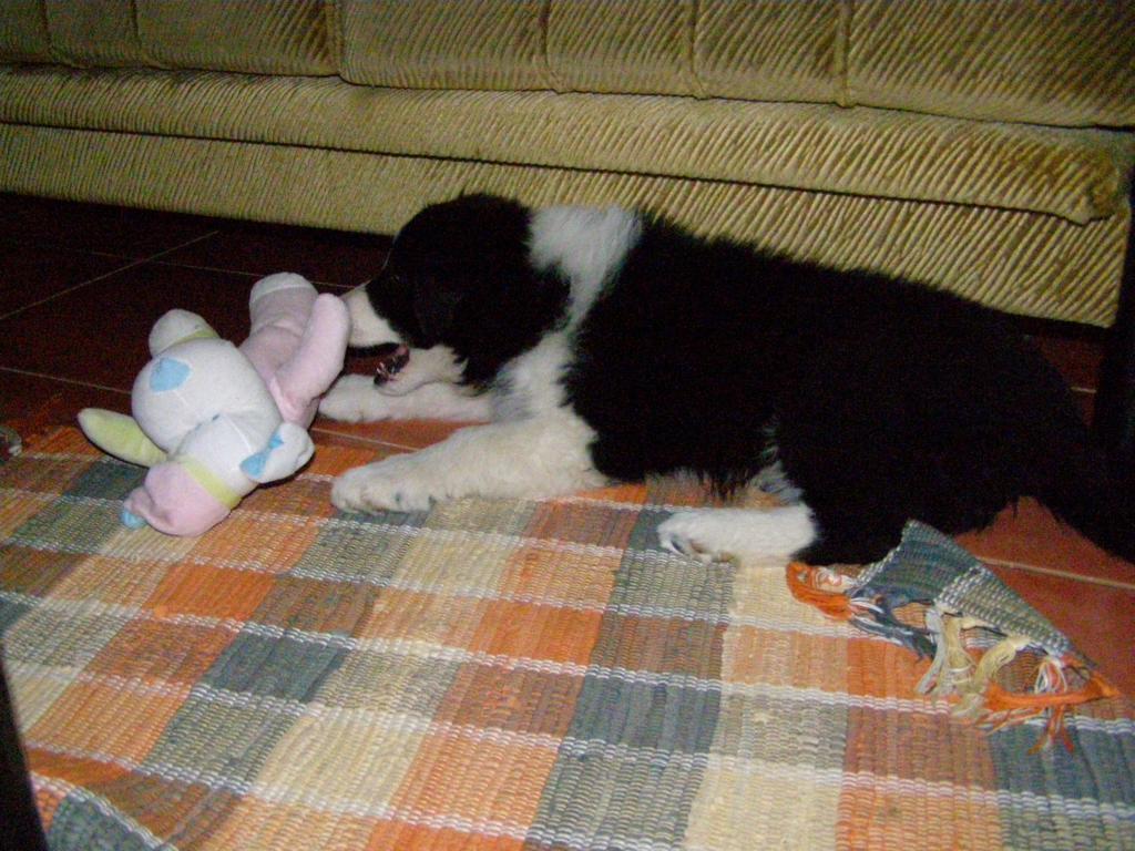 27.4.2009..ňaf ňaf!