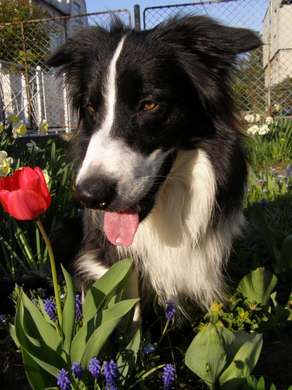21.4.2011...a ještě s kytkou, když slavíme:o)