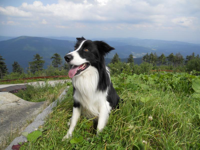 3.8.2011...Já a krásné výhledy z vrcholku Lysé hory (1323m)