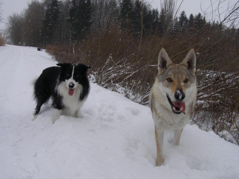 16.2.2012...moje nejmilejší kámoška Cina