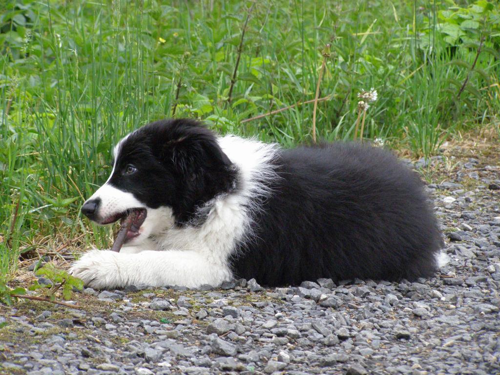 19.5.2009..rád aportuju a koušu klacíky